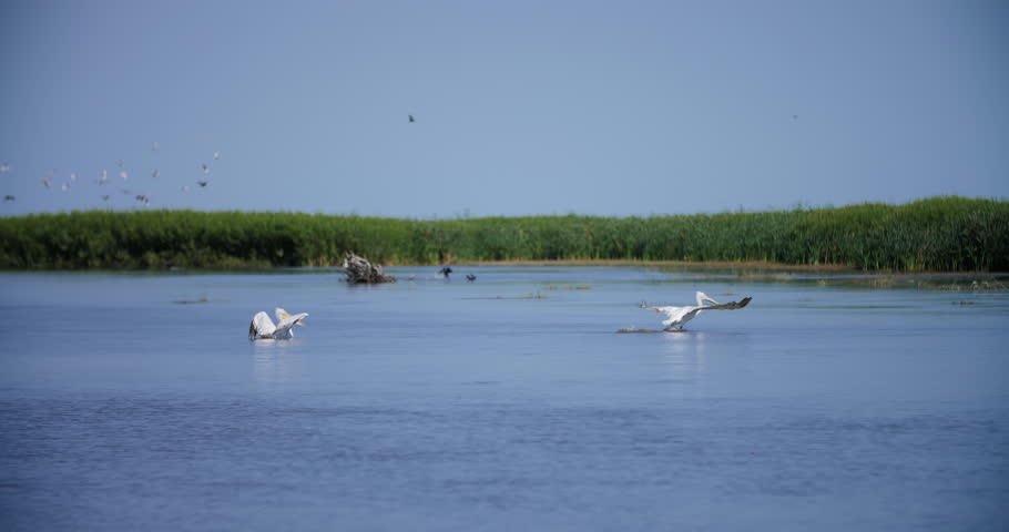 Pelicans taking off from river water near reeds
