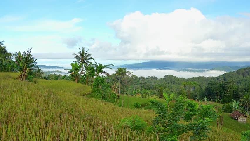 Dynamic timelapse-style shot of fast-moving clouds over vast green rice paddies and distant mountain ranges in a tropical rural landscape.