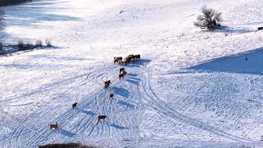 Aerial winter view of a small herd of cows moving across a snow-covered hillside, leaving tracks and long shadows in an open rural pasture.