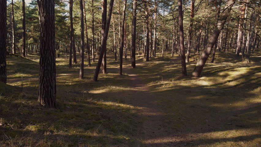 Golden light filters through trees. Relaxing pine forest route bathed in gentle sunlight and lush undergrowth