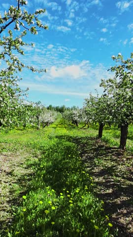 Vertical screen Groundlevel Path Through Blossomfilled Orchard, Soft Grass And Dandelion Accents, Mottled Shadows From Branches, Evokes Peaceful Countryside Stroll And Meditative Nature