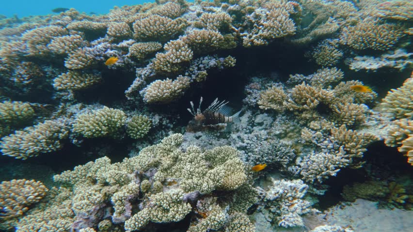 Lionfish Hiding Under Coral Reef in Red Sea