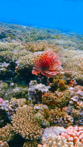 Vertical close up of Bright red lionfish hunting on coral reef Red Sea