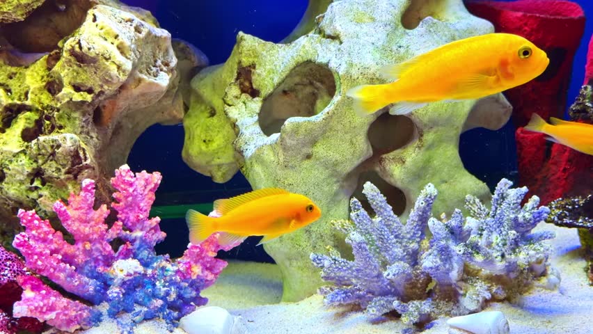 Bright orange cichlid fish swimming among colorful coral decorations, porous rocks and white sand in vibrant blue freshwater aquarium tank