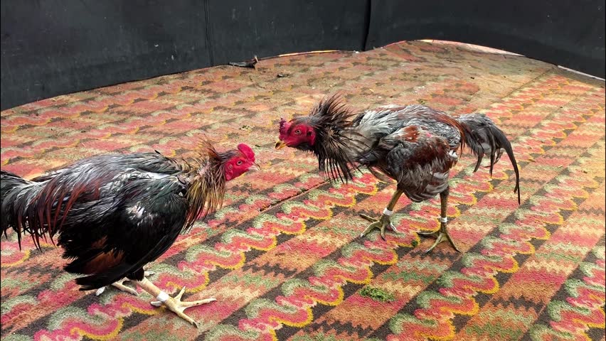 The gamecocks are fighting , in rural Chiangmai Thailand.