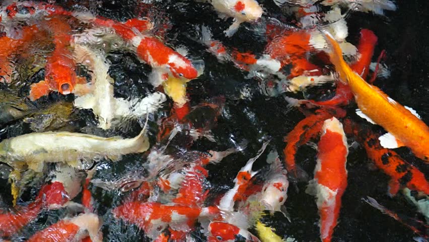 Many koi fish are swimming around in the pond.