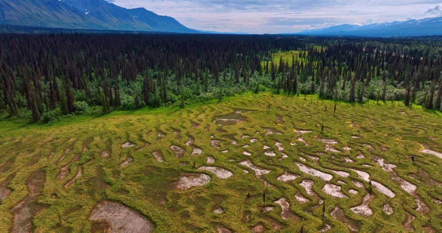 Meadow in the woods with an unusual swamp. Pine tree forests surround the area. Mountain range at backdrop. Alaska, USA.