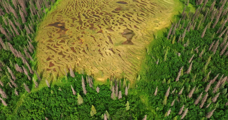 Variegated nature landscape of stunning Alaska, USA. Drone footage over the woods and swamps.
