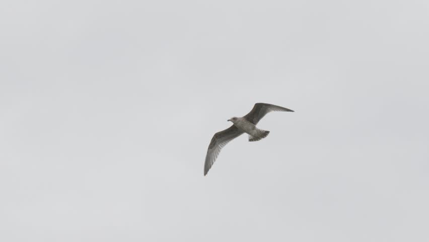 Seagull flies, wings spread, sky backdrop, motion.