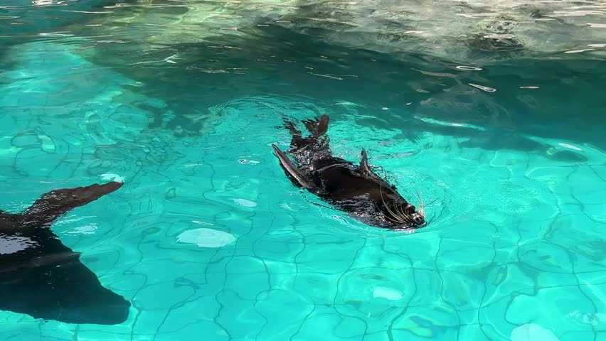 Sea lion swimming in clear turquoise water, playful marine animal gliding and floating in a bright aquatic enclosure.