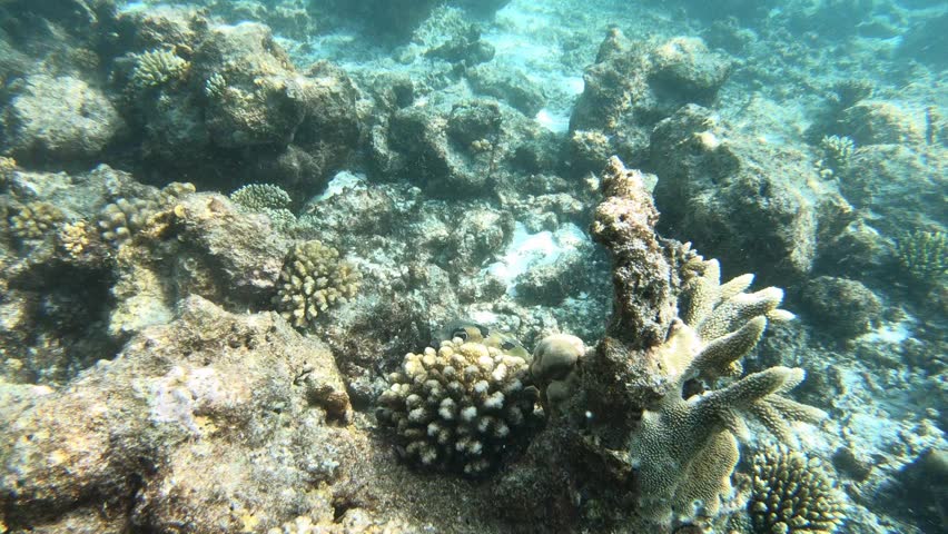 The black-blotched porcupinefish (Diodon liturosus), also known as shortspine porcupinefish, It is found in the tropical and subtropical waters of the Indo-Pacific on coral and rocky reefs . 