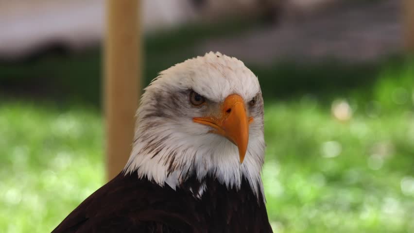 Bald eagle
