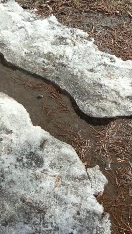The stream runs in the forest, park on a sunny warm spring day. Melting snow