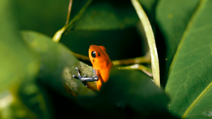 Close up of a small strawberry poison dart frog in its natural rainforest habitat. The vibrant orange amphibian is sitting on a leaf