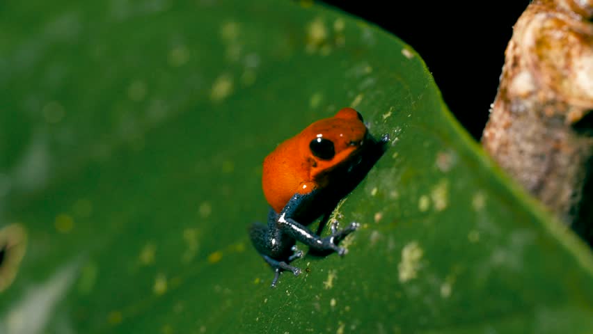 Vibrant strawberry poison dart frog, also known as the blue jeans frog, climbing on a wet green leaf in a tropical rainforest in Costa Rica
