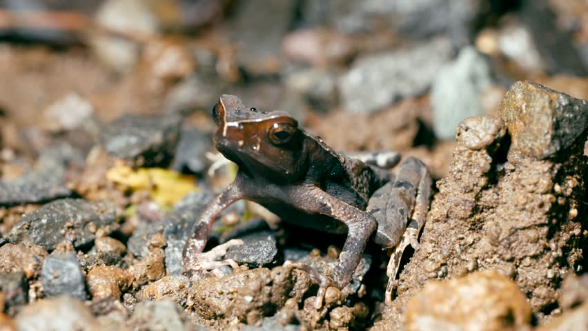Curious horned marsupial frog, also known as Gastrotheca cornuta, sitting on the ground in a Costa Rican rainforest and opening its mouth