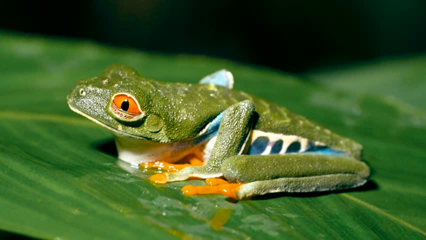 Colorful red eyed tree frog, a tropical amphibian, sitting on a wet green leaf. This vibrant creature from the rainforests of Costa Rica is a symbol of exotic wildlife