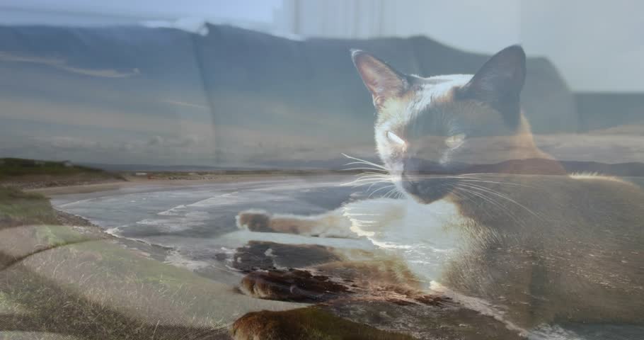 Window light guiding cat turning head, settling into rest on couch as coastline blending for design. Feline, sofa, doubleexposure, beach, horizon, serene, dreamy