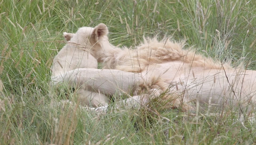 Lion cub tackles his dad round the neck