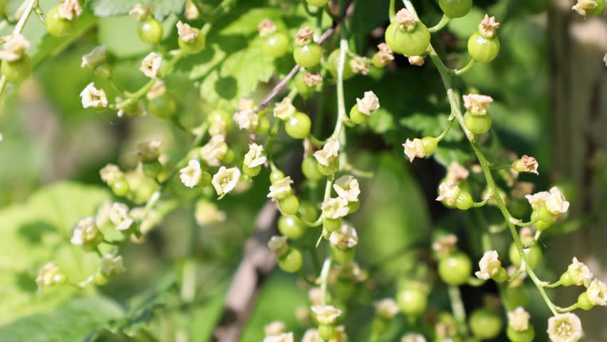 Blooming currant flowers in the garden. 4k video