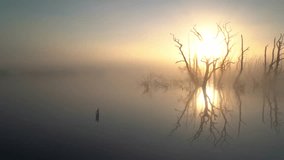 The sun shining through drowned trees in a lake during a foggy, spring morning. - Powered by Shutterstock - Get 15% off with code: PIKWIZARD15