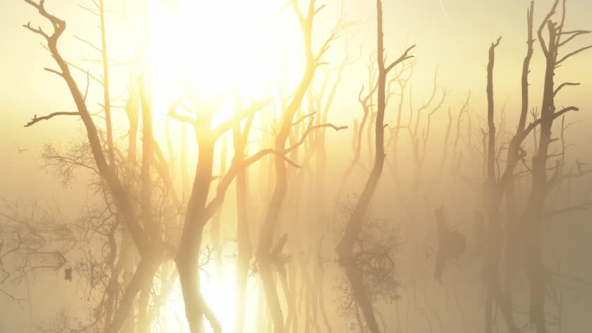 The sun shining through drowned trees in a lake during a foggy, spring morning.