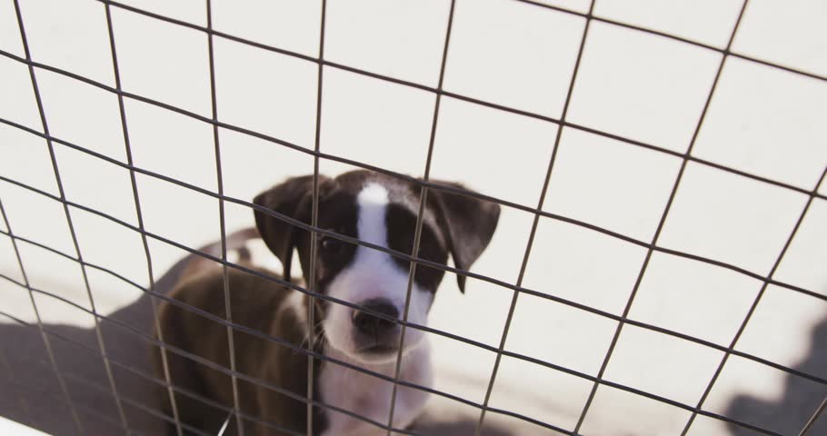 Sitting bicolor puppy tilting and wagging tail in kennel behind wire-mesh fence with HUD icons. Dog, enclosure, mesh, monochrome, curious, attentive, overlay