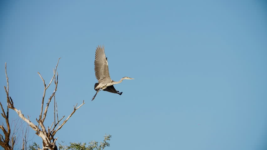 Heron in flight against blue sky