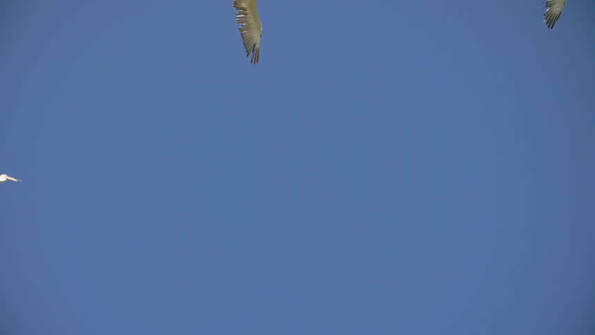 Pelican gliding in blue sky