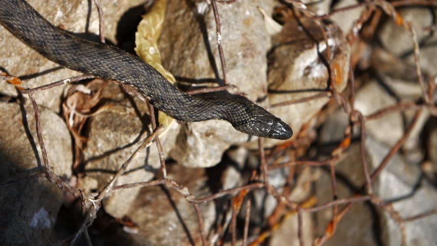 Snake head moving over rocks