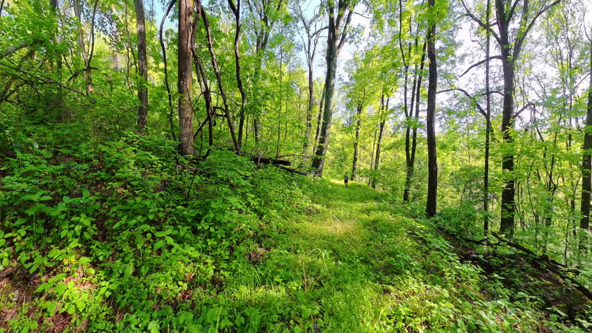 Man Hikes On Overgrown but Wide Trail in Shenandoah National Park