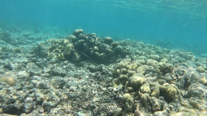 Spiny lobster along the reef in Indian Ocean, Maldives. Panulirus versicolor is a species of spiny lobster that lives in tropical reefs in the Indo-Pacific.