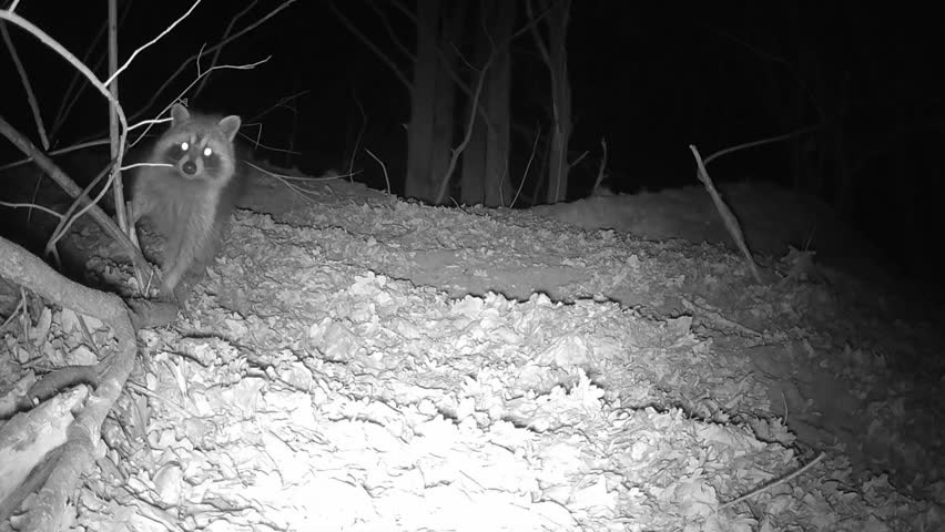A raccoon out looking for food at night looks curiously at the camera