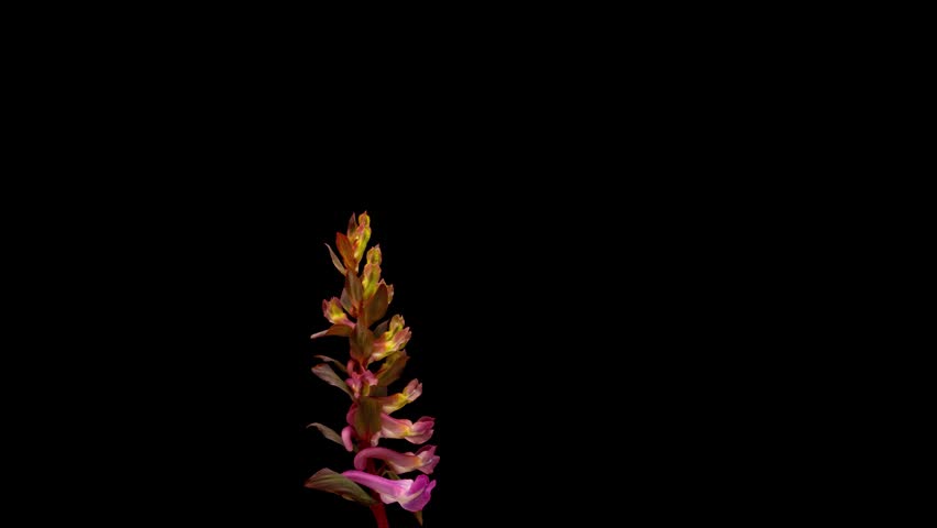 Macro timelapse of Corydalis flower opening and blooming. Isolated pink wildflower on black background showing plant growth and flower development process.