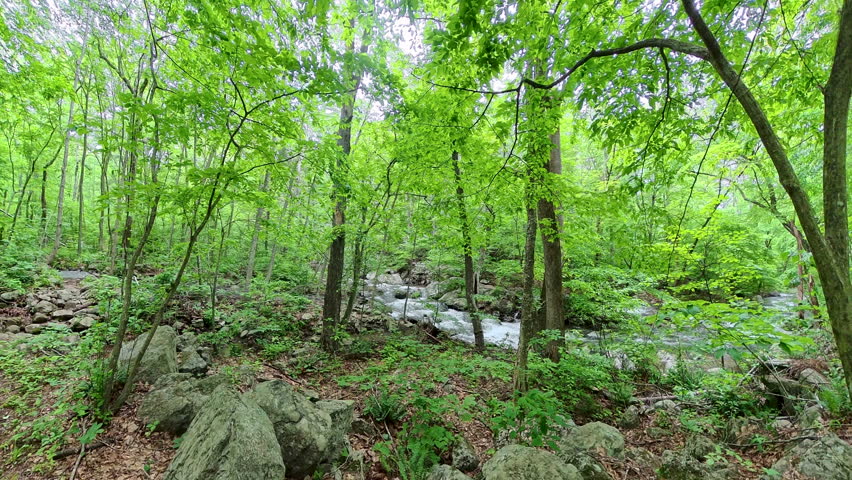 River Rushes in Shenandoah National Park
