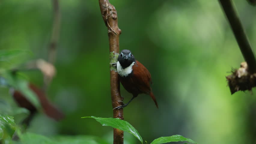 Detailed close-up of a White-bibbed Babbler (Stachyris thoracica) perched gracefully on a vertical branch in a lush Indonesian tropical rainforest.