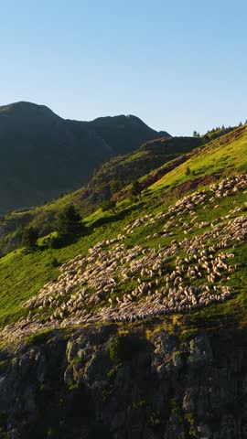 Massive herd of sheep grazing peacefully on a steep, verdant mountain slope during a sunny day. Beautiful scenery of livestock in nature