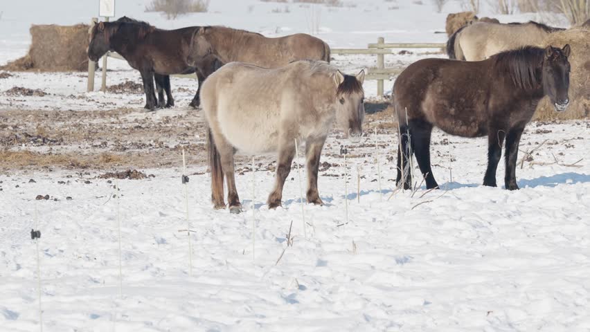Pair Grazing Peacefully. Horses Forage Amid Snowy Pasture Scene. Two Koniks Graze Near Hay Bales During Winter Morning. Horses With Contrasting Coats Graze In Snowy Field Beside Hay Bales And Herd