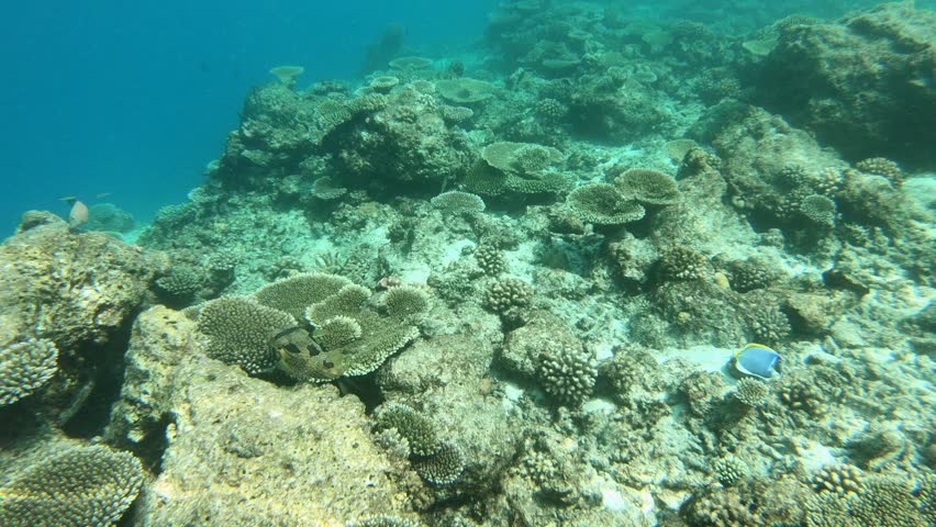 The black-blotched porcupinefish (Diodon liturosus), also known as shortspine porcupinefish, is a member of the family Diodontidae. It is swimming along the reef in the Indian Ocean, Maldives