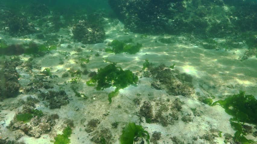Green macroalgae Ulva sp. on a sandy marine bottom among stones in the Black Sea.