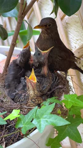 Blackbird (Turdus merula) parents feeding chicks in nest, baby birds with open beaks in spring garden