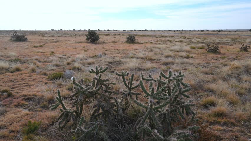 Dry desert landscape in Black Mesa, xerophytic vegetation and the cane cholla cactus Cylindropuntia imbricata in an arid environment, wildlife of Oklahoma