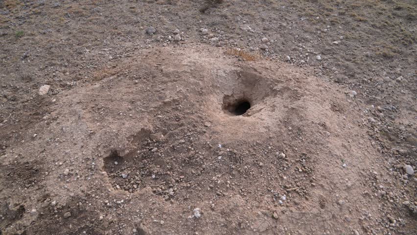 Rodent burrow in a dry desert landscape of Black Mesa, Oklahoma, USA, with drought-adapted xerophytic vegetation and cane cholla cactus (Cylindropuntia imbricata) in a desert ecosystem, wildlife of Oklahoma