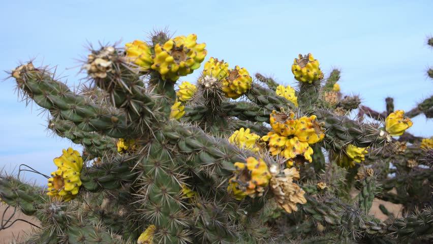 Yellow fruits of the cane cholla cactus Cylindropuntia imbricata against a blue sky, wild landscape of Oklahoma in the Black Mesa region