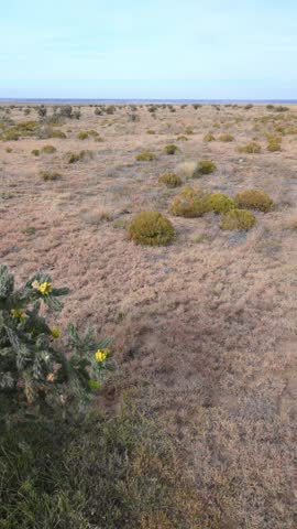 Dry desert landscape in Black Mesa, xerophytic vegetation and the cane cholla cactus Cylindropuntia imbricata in an arid environment, wildlife of Oklahoma