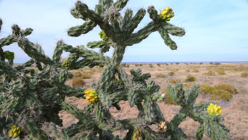 Yellow fruits of the cane cholla cactus Cylindropuntia imbricata against a blue sky, wild landscape of Oklahoma in the Black Mesa region
