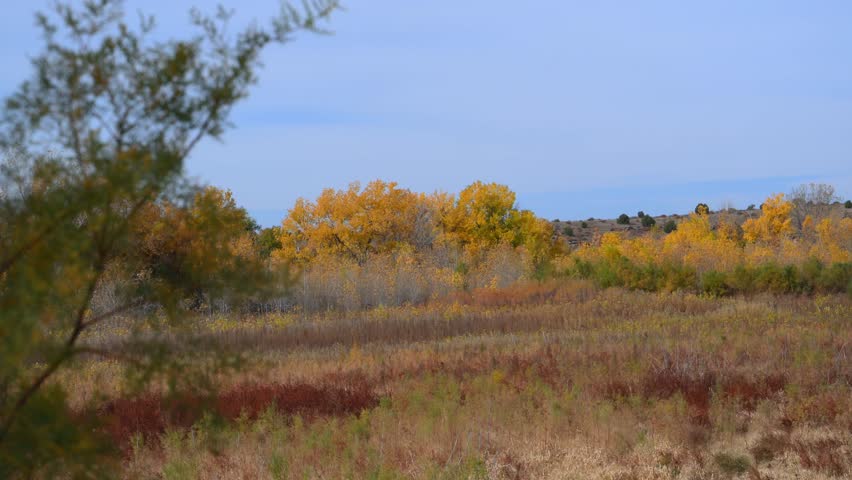 A vibrant autumn landscape featuring yellowed cottonwood trees and green juniper bushes along a canyon. The prominent yellow trees are Cottonwoods, which are commonly found near water sources in this region, The photo was taken in late fall, specifically around October, when the cottonwood leaves turn a bright yellow-gold. A wooden utility pole with a green transformer is visible on the right side of the photo. 