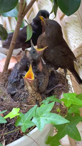 Blackbird (Turdus merula) parents feeding chicks in nest, baby birds with open beaks in spring garden, vertical video