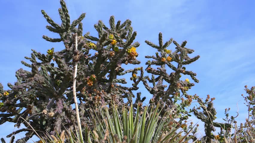 Yellow fruits of the cane cholla cactus Cylindropuntia imbricata against a blue sky, wild landscape of Oklahoma in the Black Mesa region