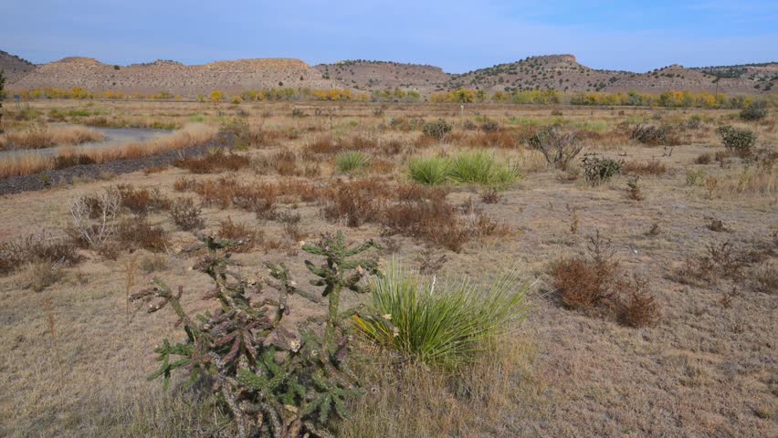 A arid landscape, likely in a desert or semi-arid region.    The vegetation consists of hardy plants adapted to low water conditions, such as cacti and dry grasses. In the foreground, a prominent cactus, likely a type of Cholla (Cylindropuntia), is visible alongside a bunch grass. The background features dry, rolling hills under a clear sky. The overall environment appears to be a natural desert scrub ecosystem. 